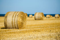 Dazzling harvest at Öland von Thomas Matzl