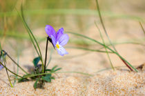 Beauty in a dune von Thomas Matzl