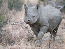 Black rhino approaching camera by Yolande  van Niekerk