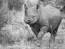 Black rhino in approaching camera in B&W by Yolande  van Niekerk