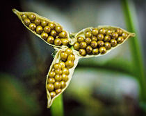 Bursting Forth von Colin Metcalf