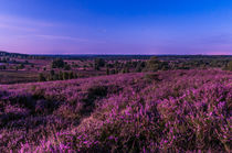 Lüneburger Heideblüte am Wilseder Berg II von elbvue von elbvue