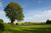 Bucolic Mid Devon von Pete Hemington