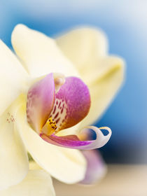 "White Orchid" von Bernd Schätzel