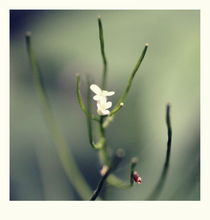 mini flower von chrisphoto