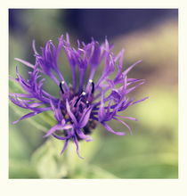 summer flowers - two von chrisphoto