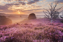 Blooming heather at sunrise, Posbank, The Netherlands by Sara Winter