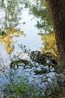 Wurzelwerk und Spiegelung by Marion Bönner