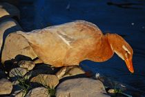 von wegen fette Gans... von loewenherz-artwork