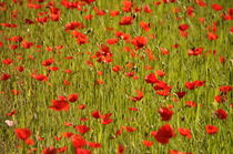 rotes Blütenmeer 1 von alana