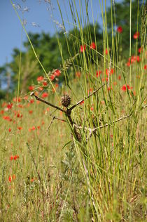 Hüter im Gras von alana