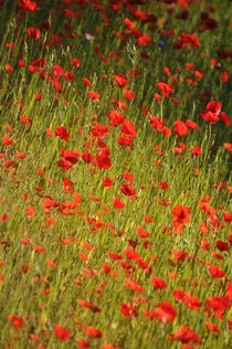 rotes Blütenmeer by alana