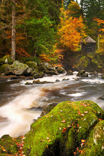 River through autumn colours at the Hermitage, Scotland by Sara Winter