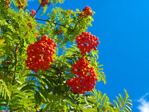   Rowan tree  with red berries by Robert Gipson