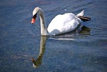 stolzer Schwan auf der Isar... by loewenherz-artwork