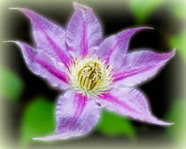 Clematis Surrealii Photoshopius von Colin Metcalf