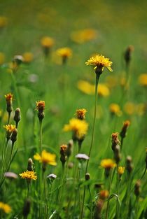 Sommerwiese in Tirol... 2 von loewenherz-artwork