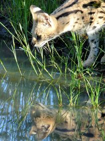 Serval mit Spiegelbild von moyo