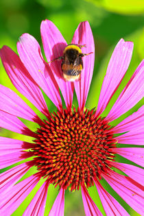 Echinaceae mit Hummel von Bernhard Kaiser