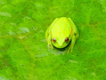 Yellow Backed Spotted Frog von Juan Carlos Camelo