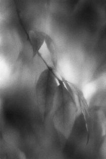 Leaves and light von Alexander Kurlovich