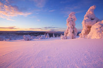 Sunset over frozen trees on a mountain, Levi, Finnish Lapland by Sara Winter