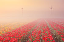 Sunrise and fog over rows of blooming tulips, The Netherlands von Sara Winter