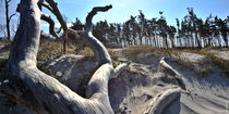 Totholz am Strand von Rolf Müller