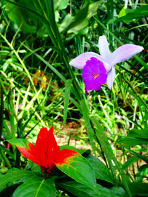 COLORFUL EXOTIC FLOWERS  von Juan Carlos Camelo