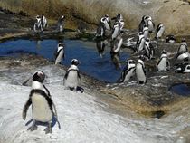 penguin party von moyo
