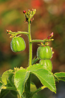 Jatropha by Bernhard Kaiser