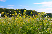 Das ist nicht der Frühling von Bernhard Kaiser