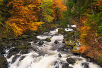 River through autumn colours at the Hermitage, Scotland von Sara Winter