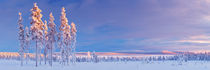 Snowy landscape in Finnish Lapland in winter at sunset von Sara Winter