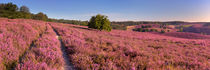 Path through blooming heather at the Posbank in The Netherlands von Sara Winter