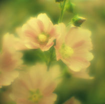 Mallow flowers by Alexander Kurlovich