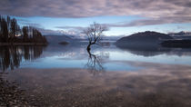 Einsamer Baum im Lake Wanaka, Neuseeland von Sebastian Warneke