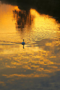 Mein lieber Schwan by Bernhard Kaiser