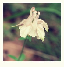 summer flowers - seven von chrisphoto