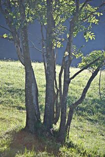 ein Baum und viele Stämme... von loewenherz-artwork