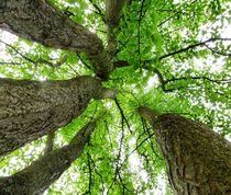 'Ginkgo Forest' von Juergen Seidt