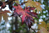 Red Leaf, 2015 von Caitlin McGee