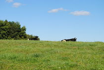 Cows, 2015 by Caitlin McGee