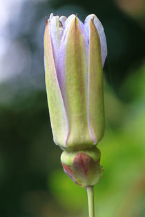 Knospige Passionsblume von Bernhard Kaiser