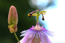 Passiflora - Blüte und Knospe von Bernhard Kaiser