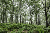 A Summer Day in the Forest von Marc Garrido Clotet