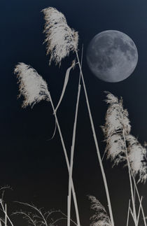 At night in the reeds by Chris Berger