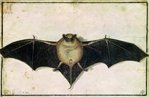 Bat by Albrecht Dürer