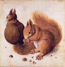 Squirrels von Albrecht Dürer
