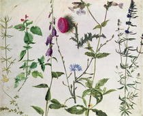 Eight Studies of Wild Flowers  von Albrecht Dürer